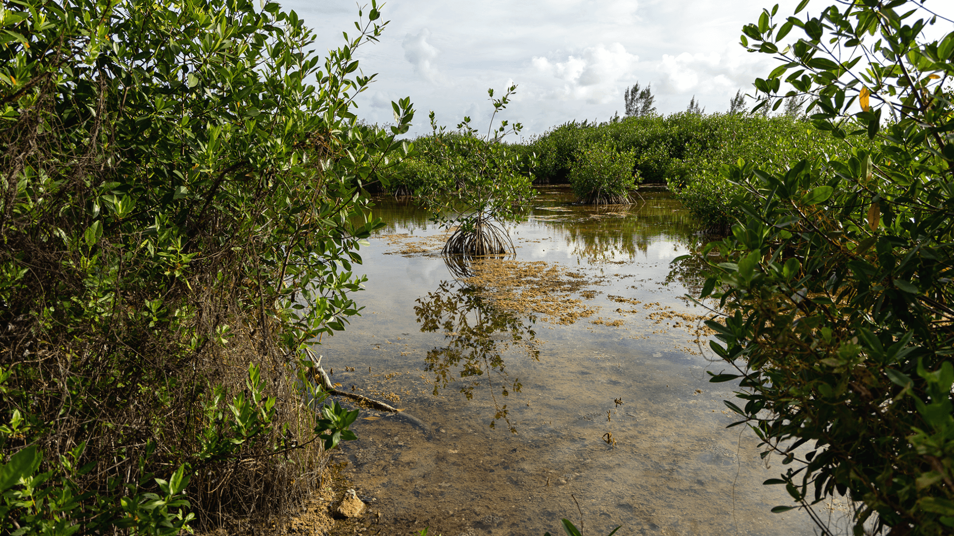 Jungle Tour en Lanchas Rápidas - Paseo en el manglar