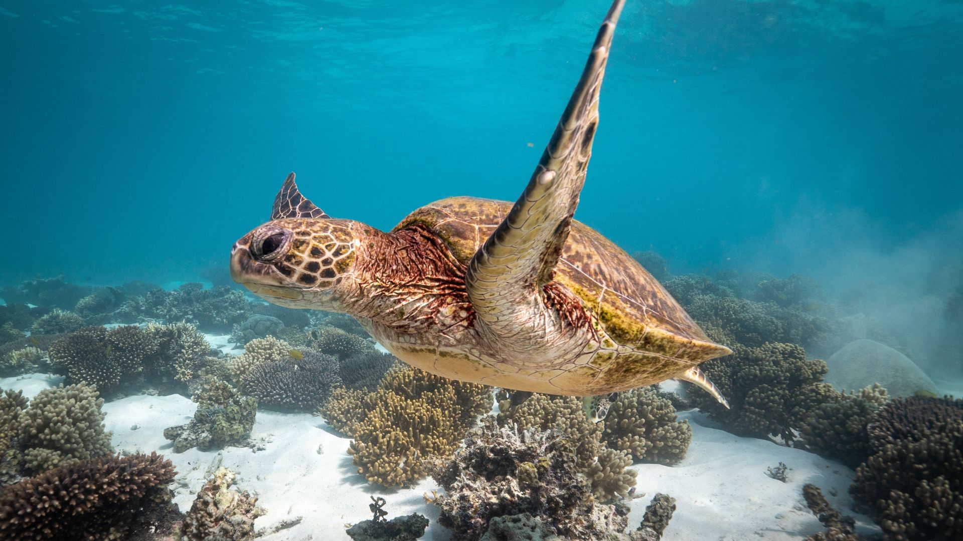 Descubre Akumal: Nado con Tortugas y Visita a Tulum en un Dia