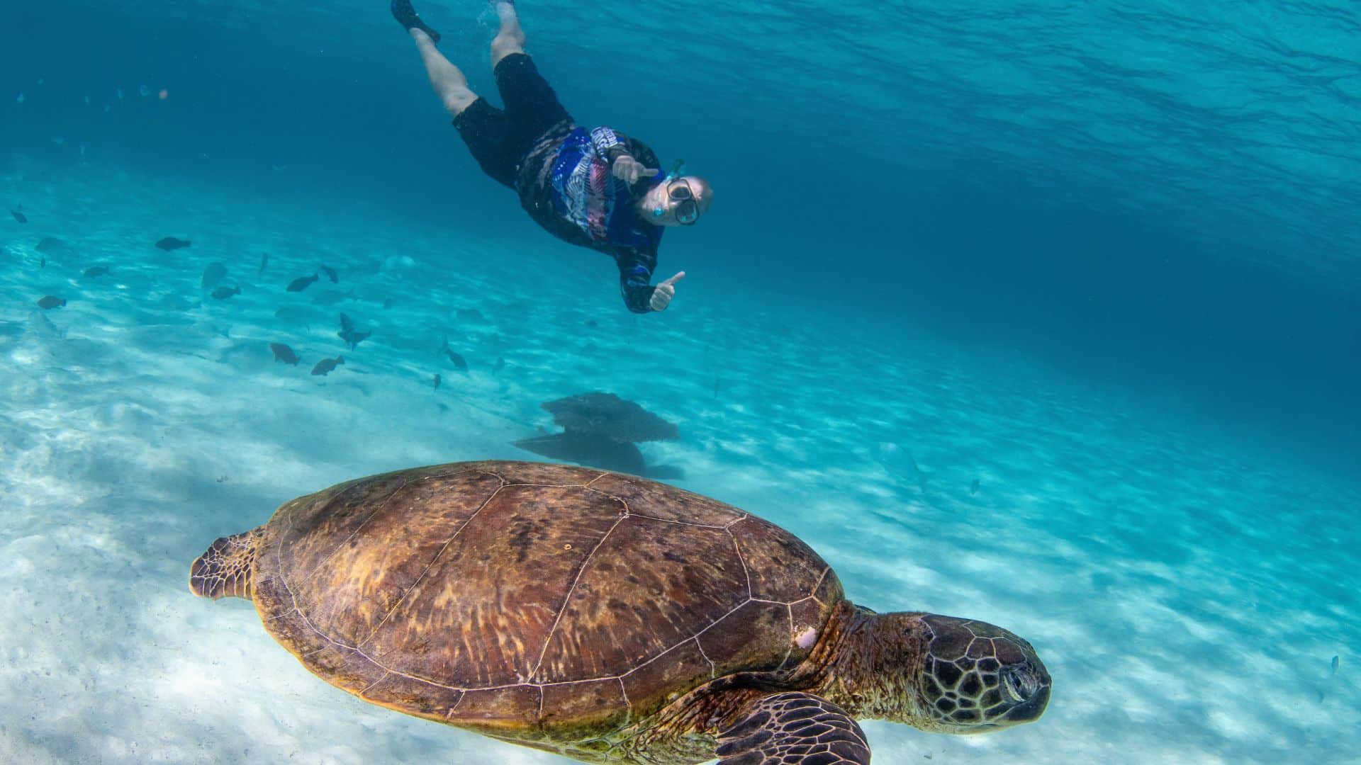 Descubre Akumal: Nado con Tortugas y Visita a Tulum en un Dia