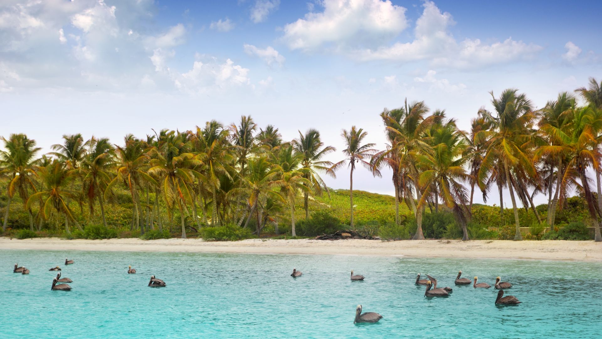 Observación de aves en Isla Contoy