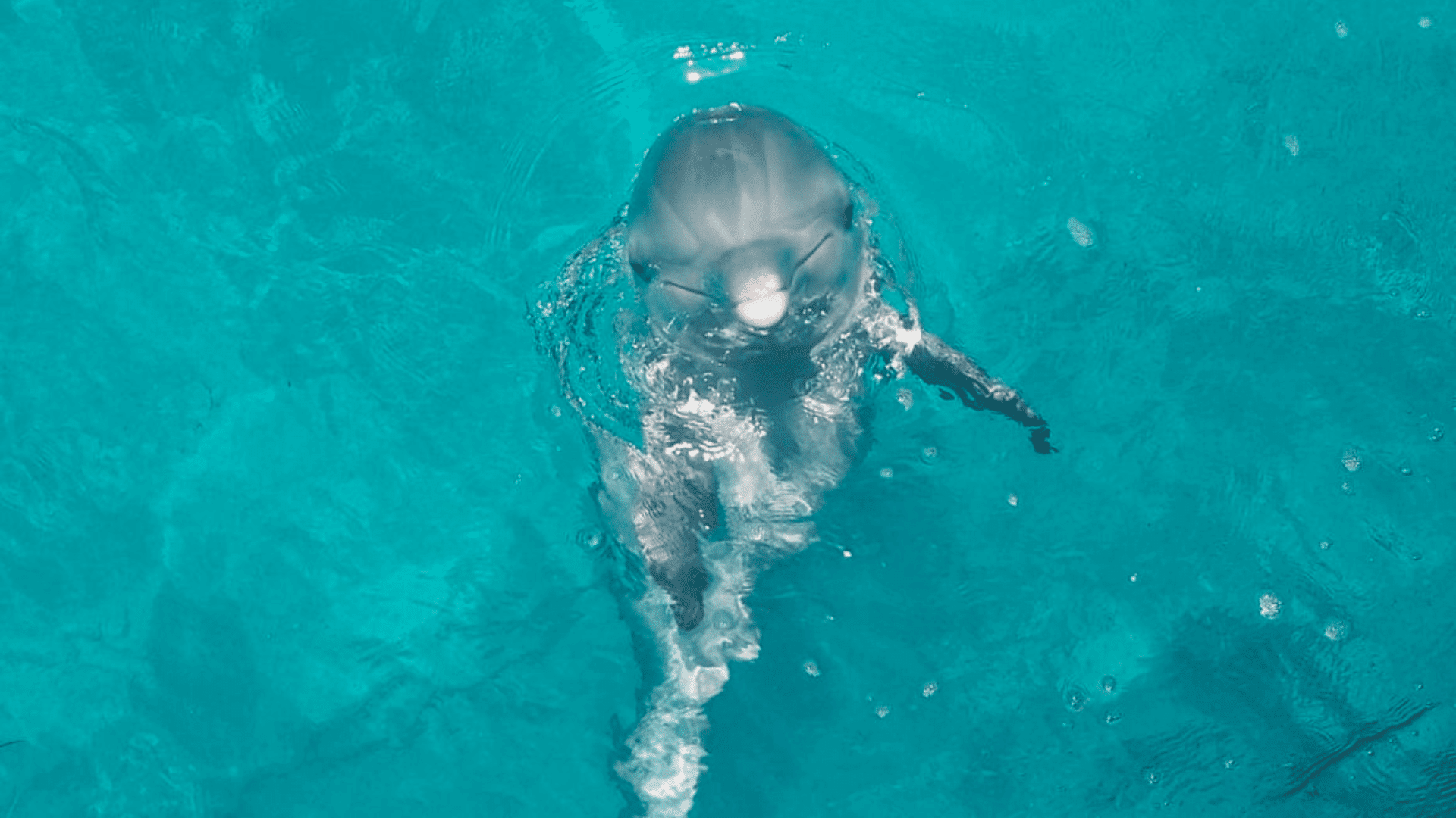 Delfin en Isla Mujeres